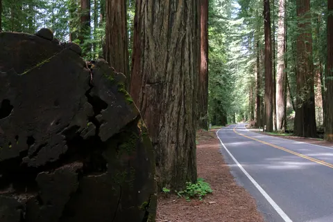 Avenue of the Giants roadway
