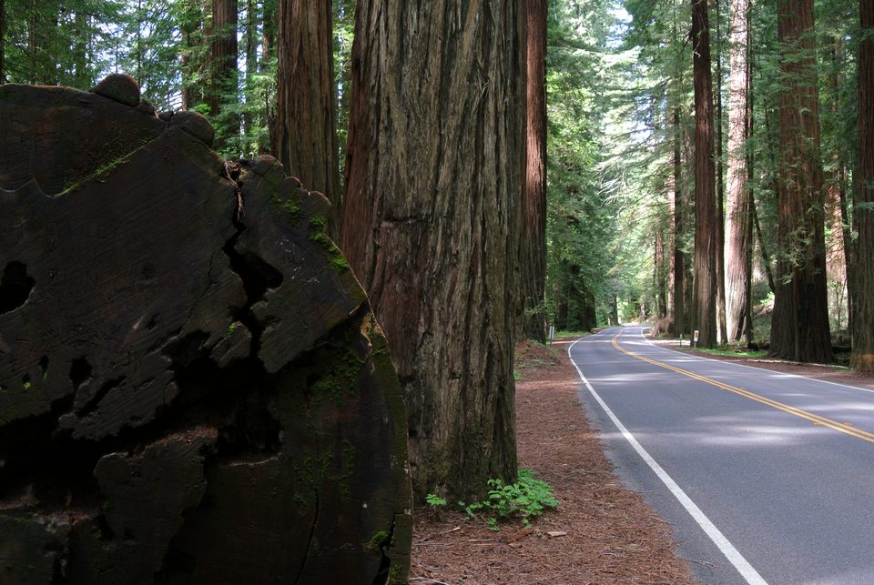 Avenue of the Giants roadway