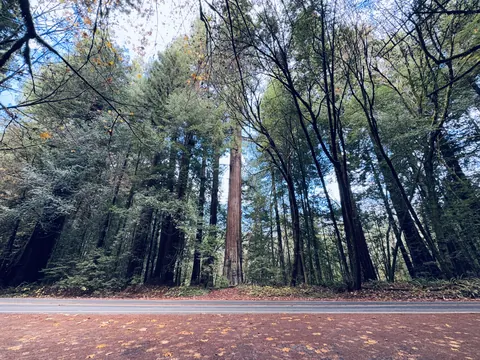 Avenue of the Giants in December