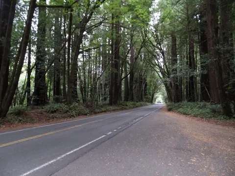 Avenue of The Giants road
