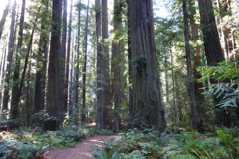 Founders Grove forest trail