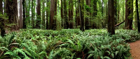 365-365 ~ Stout Grove -redwood -trees -panorama -california -statepark -green