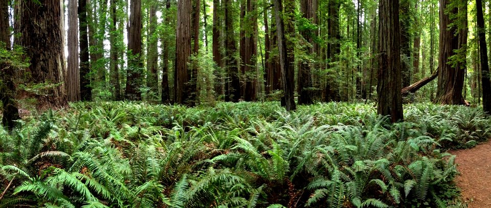 365-365 ~ Stout Grove -redwood -trees -panorama -california -statepark -green
