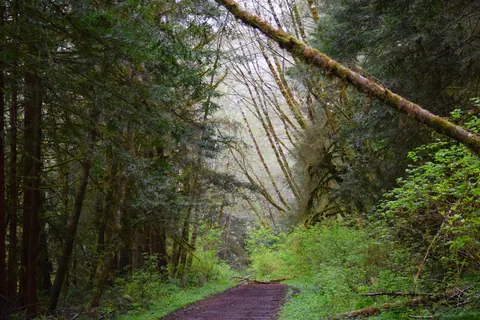 A walk in Humboldt County