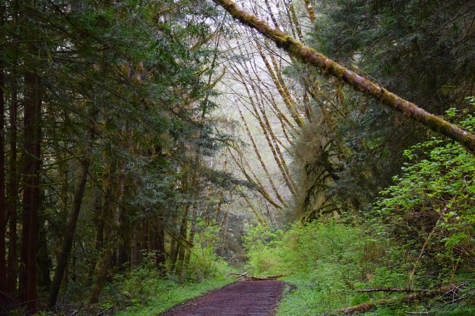 A walk in Humboldt County