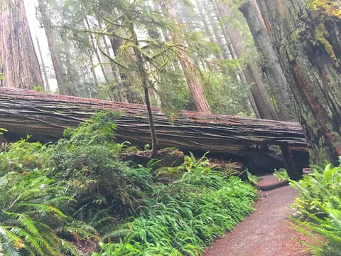 Redwood Fallen Tree with Passage