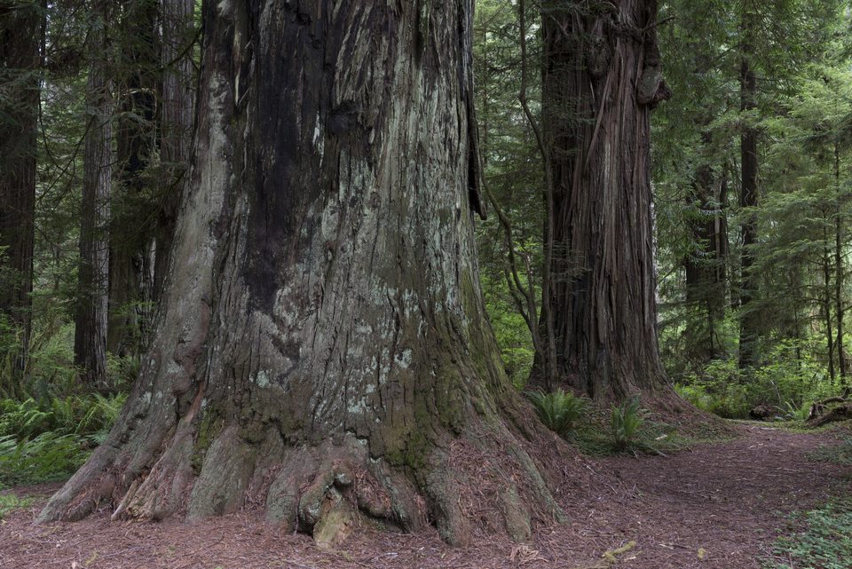 Redwood trunks and forest floor