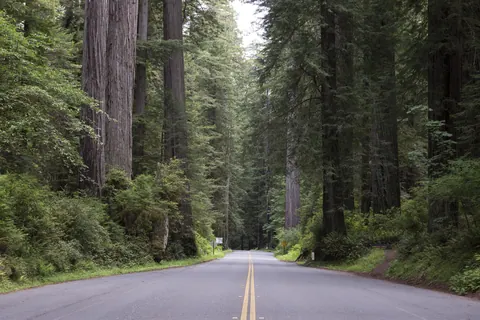US 101 through the redwood forest