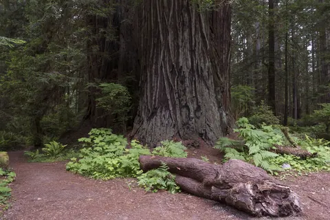 Ferns at a redwood’s base