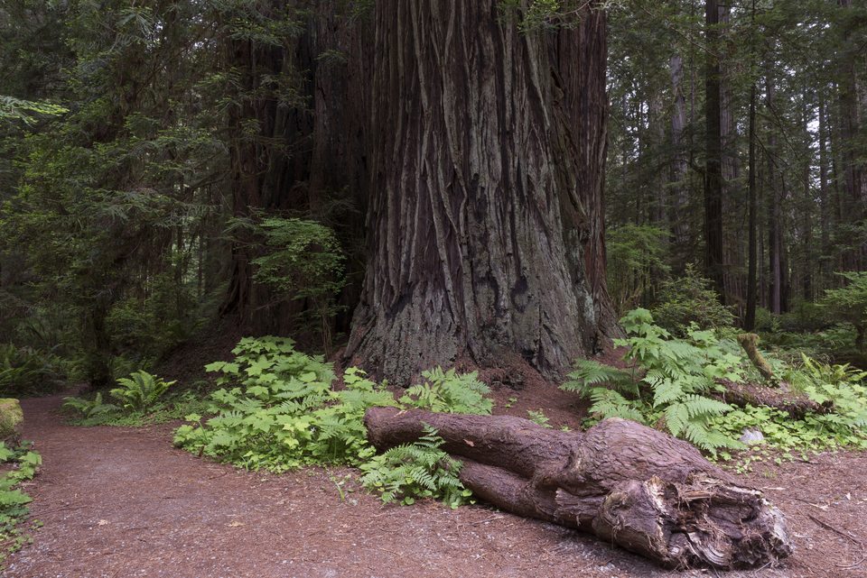 Ferns at a redwood’s base