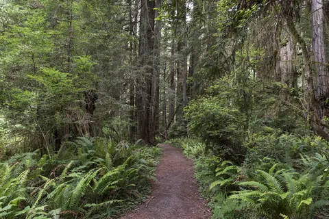 Redwood forest understory