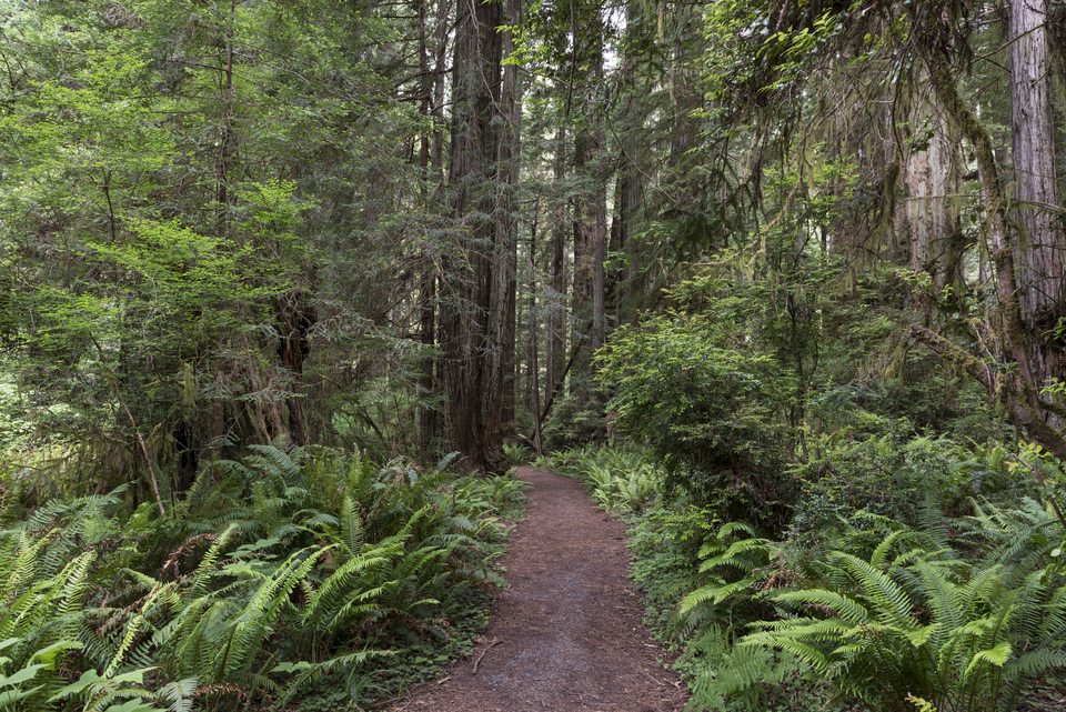 Redwood forest understory