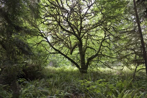 Branches over the forest trail
