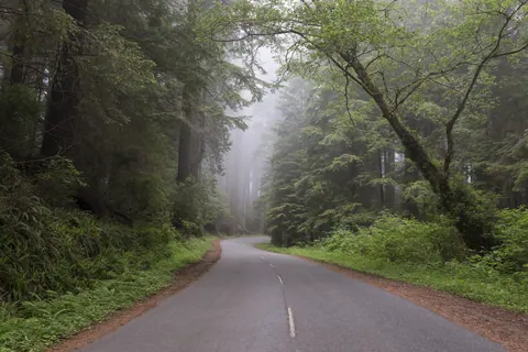 Fog along the redwood highway