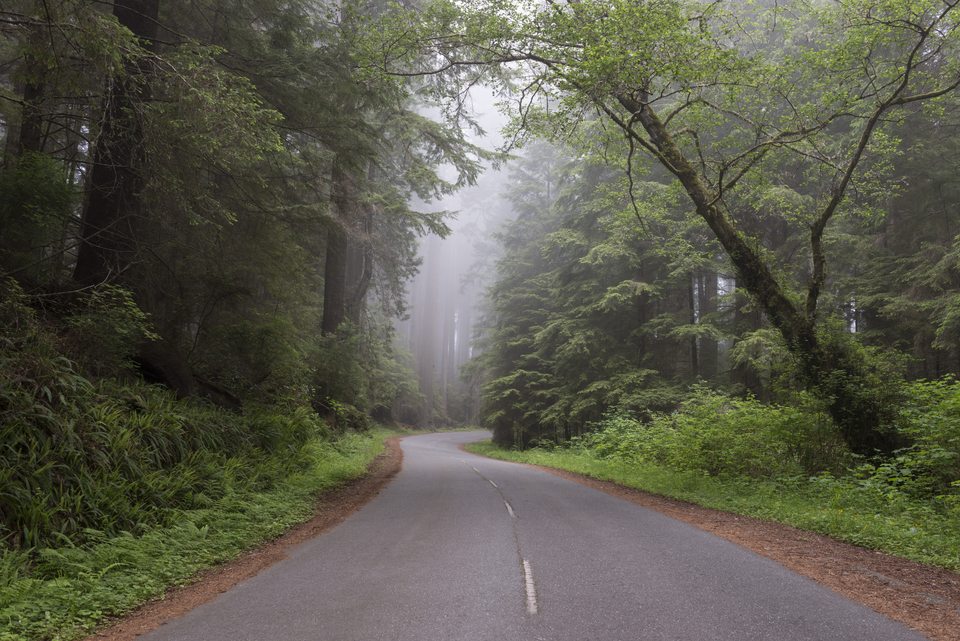 Fog along the redwood highway