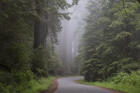 Road bend in redwood fog
