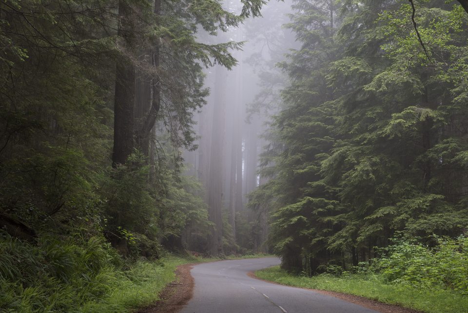 Road bend in redwood fog