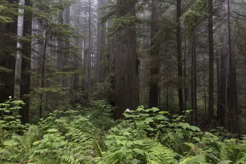 Ferns beneath coast redwoods