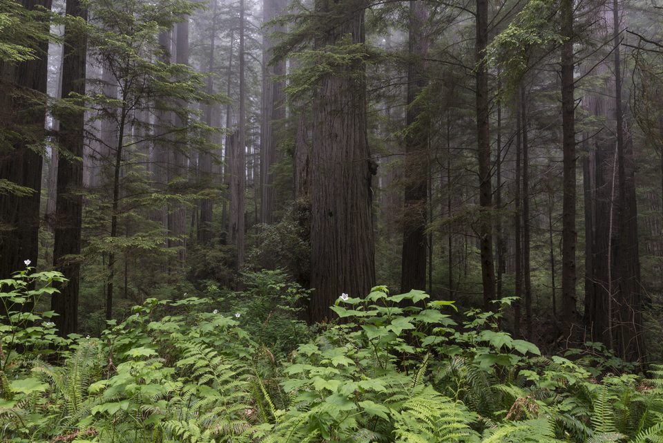 Ferns beneath coast redwoods