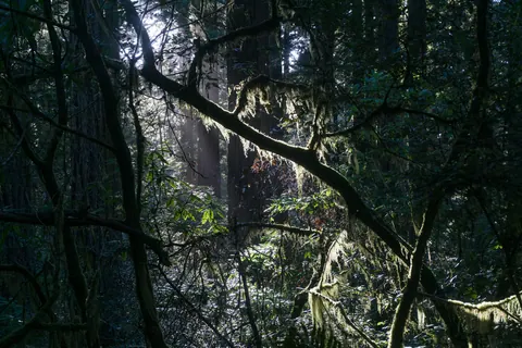 Redwood National and State Parks 2019-09-26-1