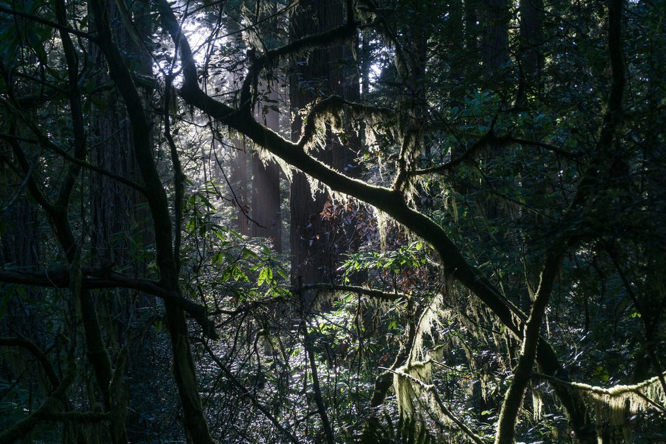 Redwood National and State Parks 2019-09-26-1