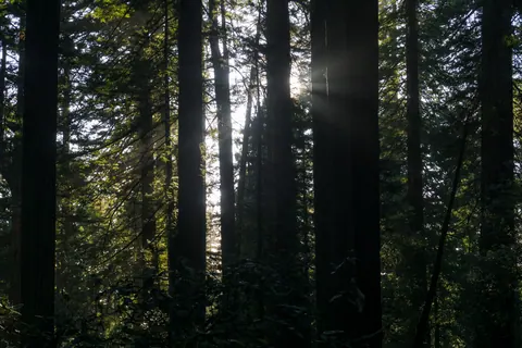 Redwood National and State Parks 2019-09-26-2