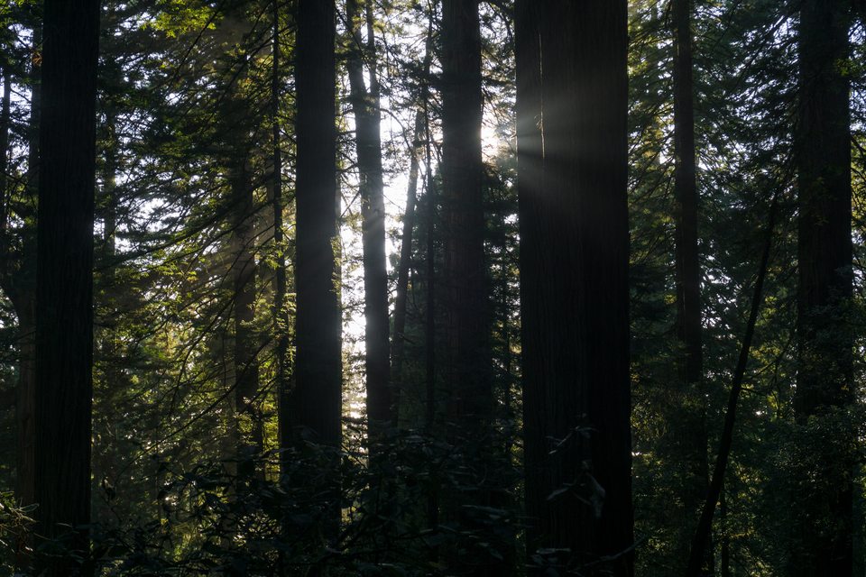Redwood National and State Parks 2019-09-26-2