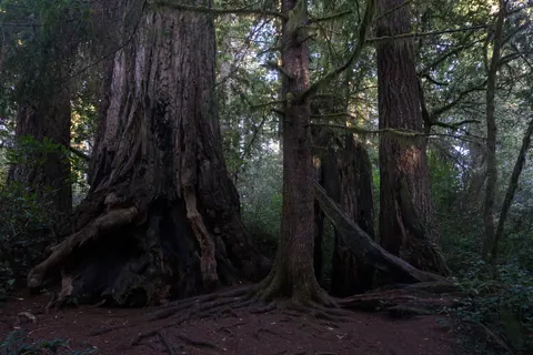 Redwood National and State Parks 2019-09-26-3