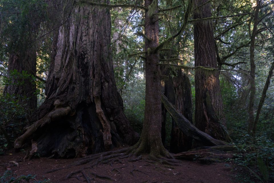 Redwood National and State Parks 2019-09-26-3