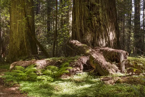 Redwood forest floor in warm light