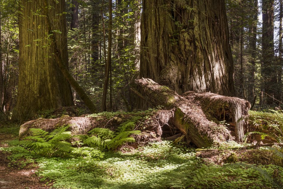 Redwood forest floor in warm light