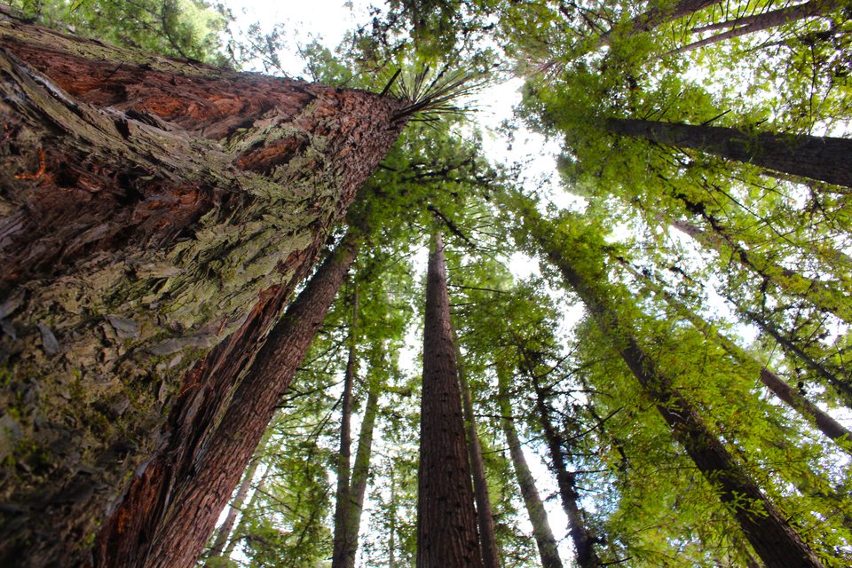 Redwood Tall View