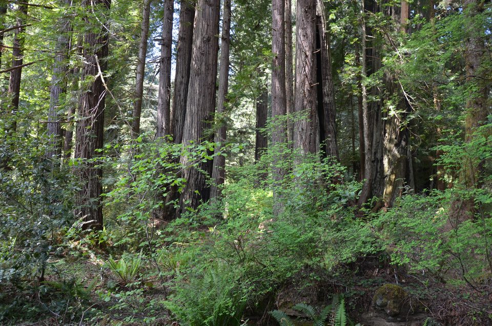 Tall trunks in Humboldt forest