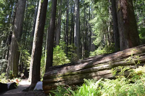 Fallen tree in the redwood forest