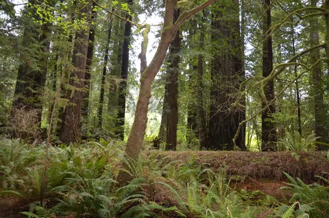 Open understory among redwood trunks