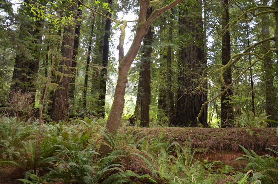 Open understory among redwood trunks