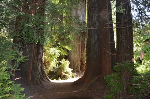 Broad redwood bases in Humboldt