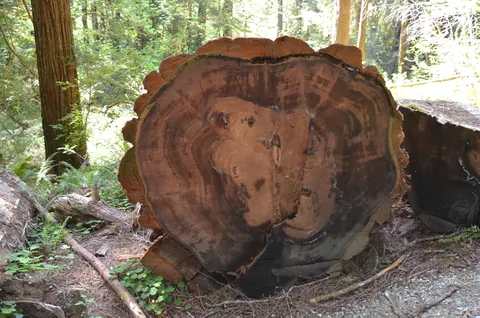 Cross-section of a fallen redwood