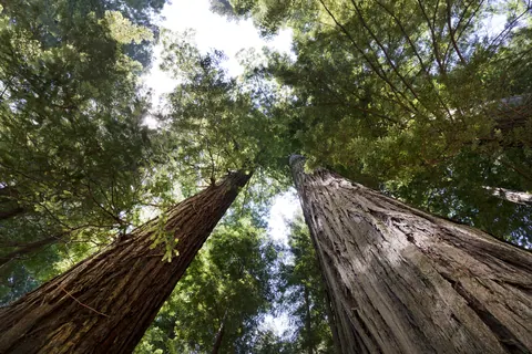 Looking upward along a redwood trunk