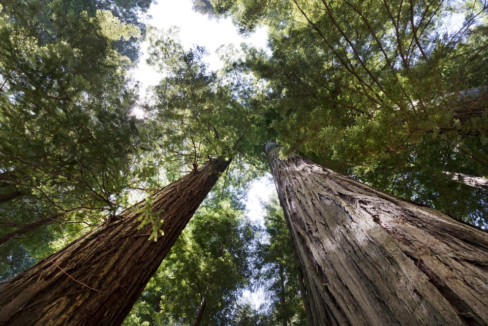 Looking upward along a redwood trunk