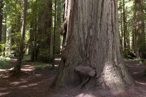 Redwood trunk beside a forest path
