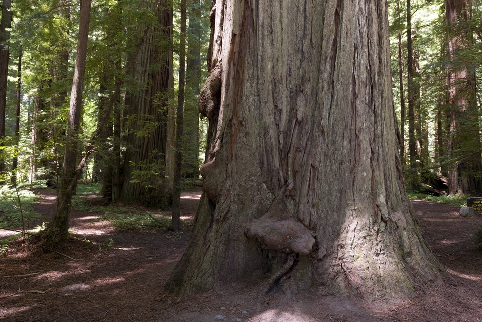 Redwood trunk beside a forest path