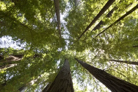 Redwood canopy from below