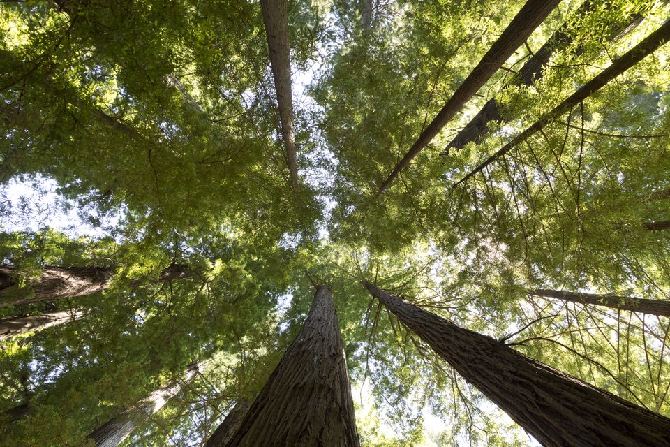 Redwood canopy from below