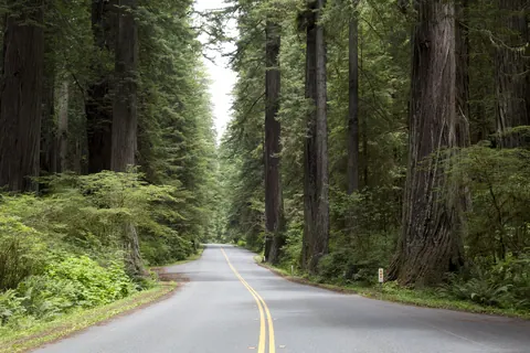 Road through the northern redwoods