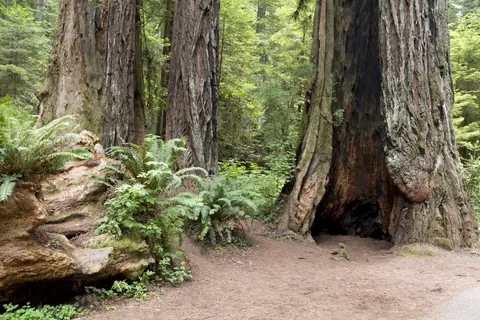 Hollow at a redwood’s base