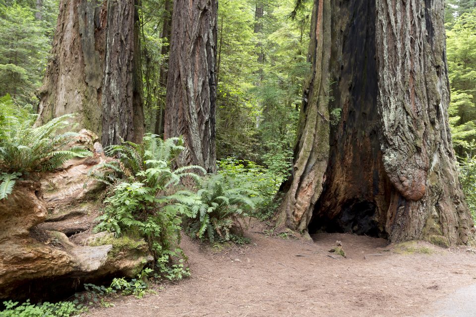 Hollow at a redwood’s base
