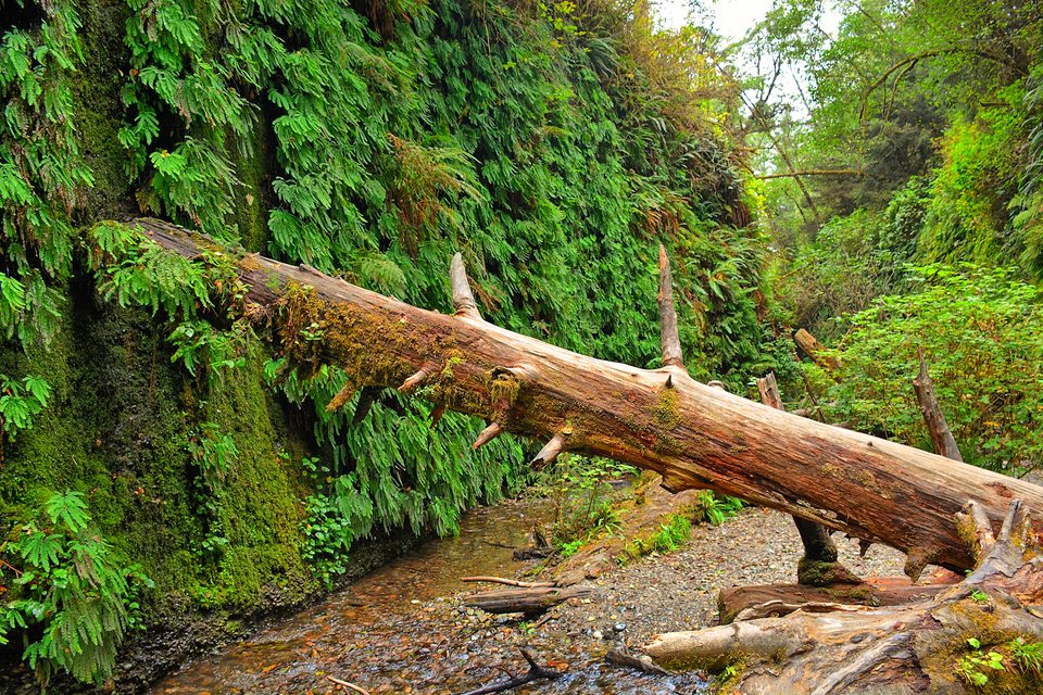 Giant Log Across the Creek