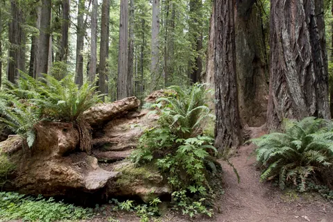 Fallen wood and living redwoods