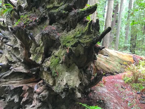 Uprooted Redwood Tree